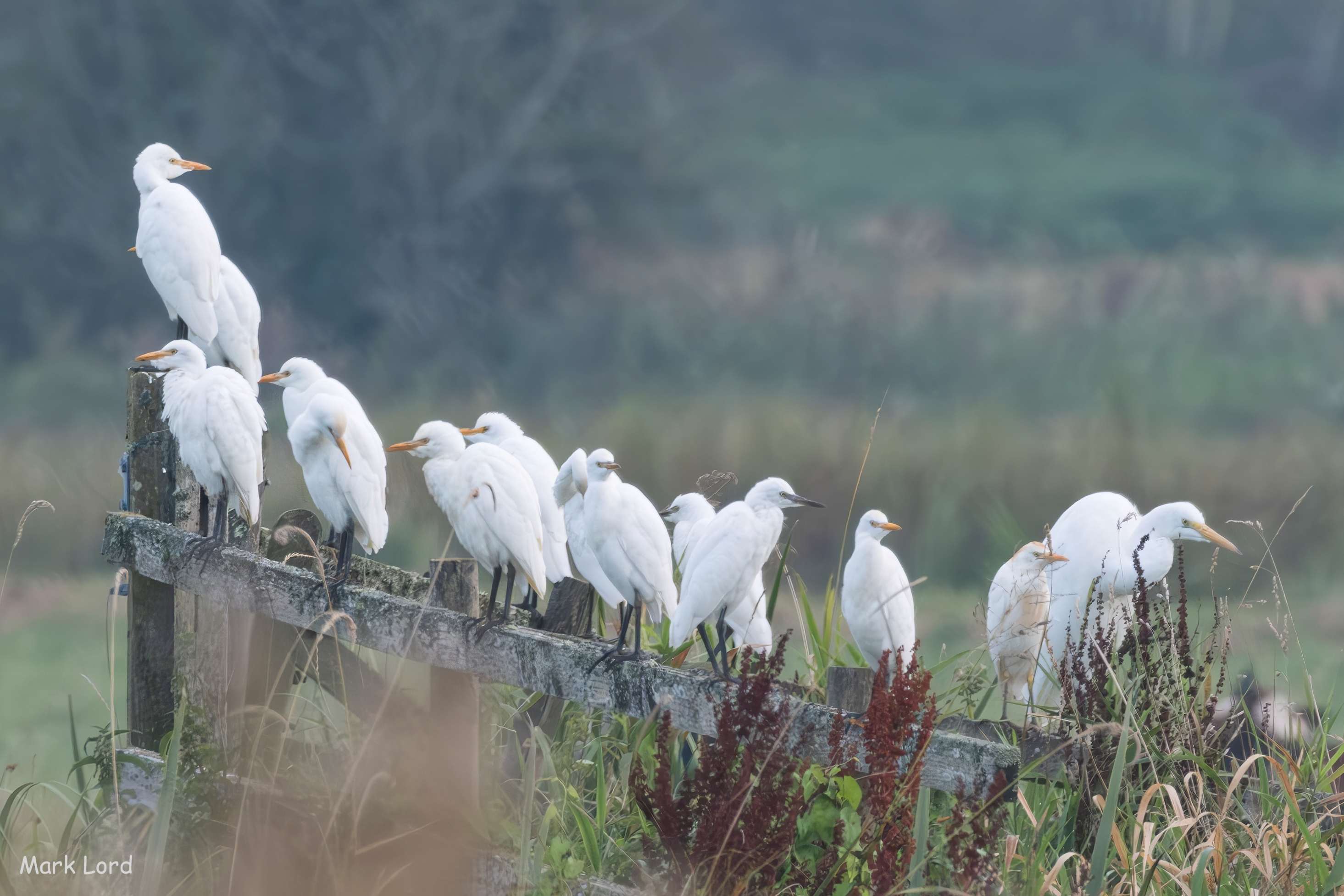 Cattle egrets 2023